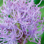 Мускари Plumosum 6/7