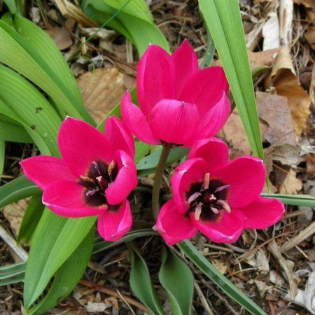 Тюльпан ботанічний Violacea Black Base 6/7