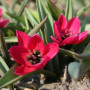 Тюльпан ботанічний Violacea Black Base 6/7