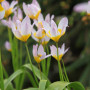Тюльпан ботанічний Saxatilis 6/7