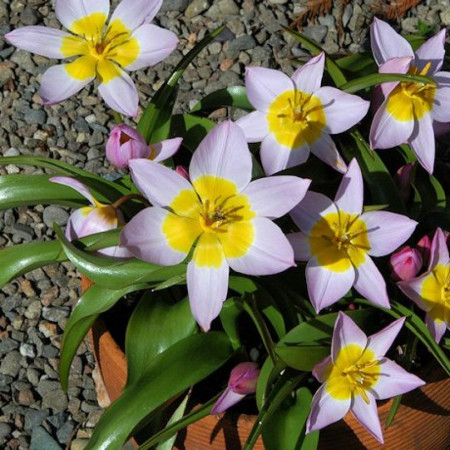 Тюльпан ботанічний Saxatilis 6/7