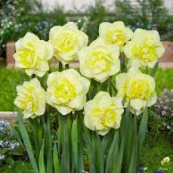 Нарцисс махровый Amira (Fair Lady) 14/16