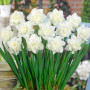 Нарцисс махровый Easter Born 14/16