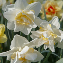 Нарцисс махровый Easter Born 14/16