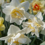 Нарцисс махровый Easter Born 14/16