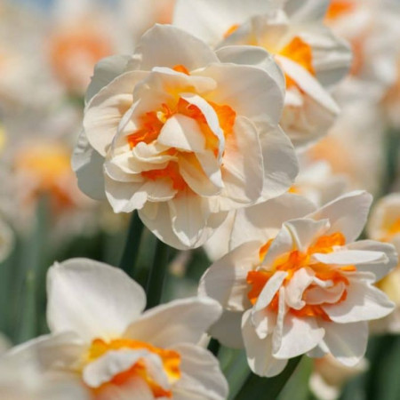 Нарцисс махровый Flower Parade 14/16