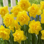 Нарцисс махровый Spring Paradijs 14/16