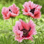 Мак восточный многолетний Pink Ruffles