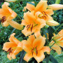 Лилия ОТ-гибрид Corcovado 18/20