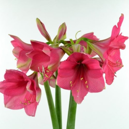 Гиппеаструм (Амарилис) pink 24/26