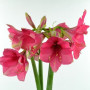 Гиппеаструм (Амарилис) pink 24/26