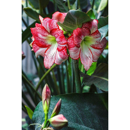 Гиппеаструм (Амарилис) Apple Blossom (pink - white striped) 24/26