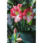 Гиппеаструм (Амарилис) Apple Blossom (pink - white striped) 24/26