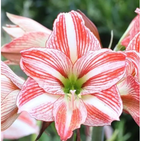 Гиппеаструм (Амарилис) Apple Blossom (pink - white striped) 24/26