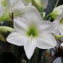 Гиппеаструм (Амарилис) white 24/26