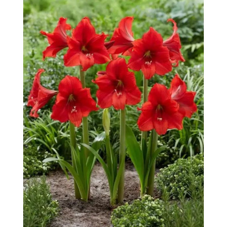 Гиппеаструм (Амарилис) diamond Red Tiger 20/22