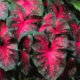 Колладиум Red Flash