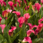 Калла Allure 10/12
