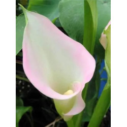 Калла Crystal Blush 10/12