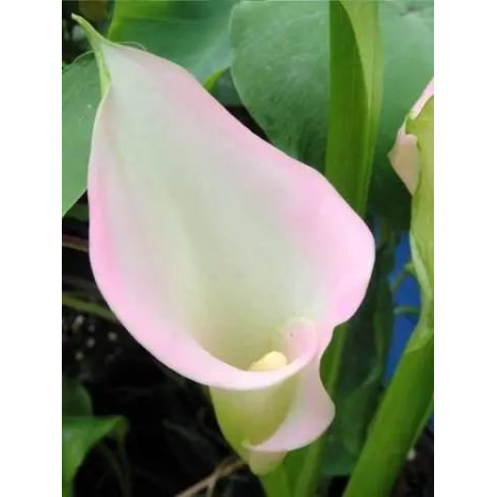 Калла Crystal Blush 10/12
