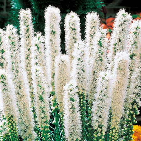 Лиатрис Floristan Weiss (белый) 8/10