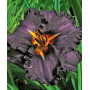 Лилейник Longfields Black Magic