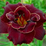 Лилейник махровый Burgundy Love