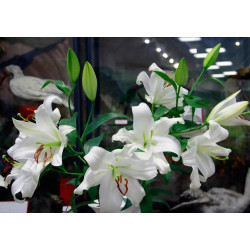 Лилия Восточная Crystal Blanca 20/22