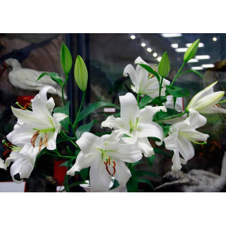 Лилия Восточная Crystal Blanca 20/22