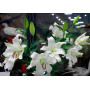 Лилия Восточная Crystal Blanca 20/22