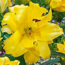 Лилия Махровая ОТ-гибрид Exotic Sun 22/24