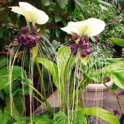 Такка integrifolia Selecta