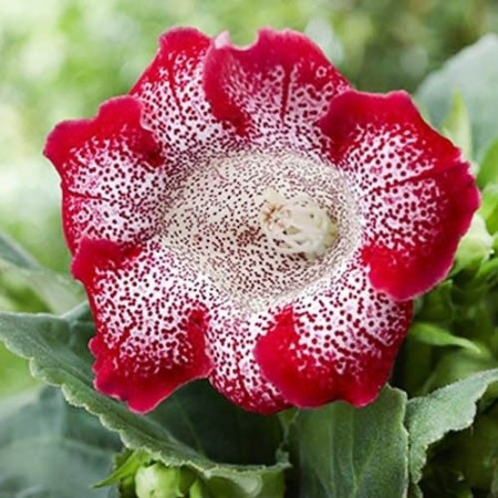 Глоксиния Tigrina Red