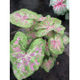 Каладиум Sea Foam Pink