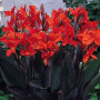 Канна Black Knight