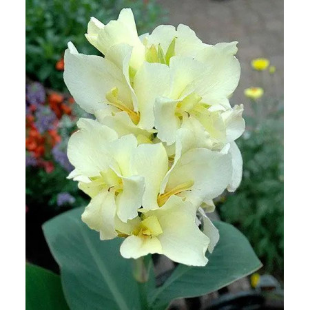 Канна Vanilla Cream