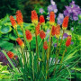 Книфофия Grandiflora