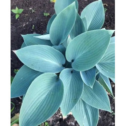 Хоста Canadian Blue
