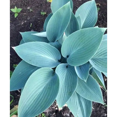 Хоста Canadian Blue