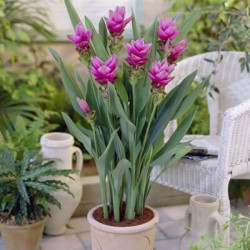 Куркума Alismatifolia