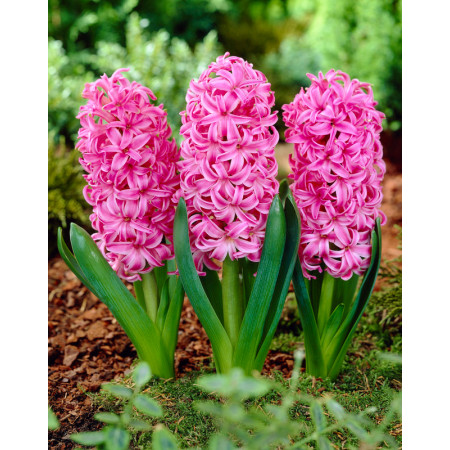 Гіацинт Pink Pearl 18/19