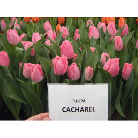 Тюльпан бахромчатый Cacharel 12+