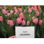 Тюльпан бахромчатый Cacharel 12+