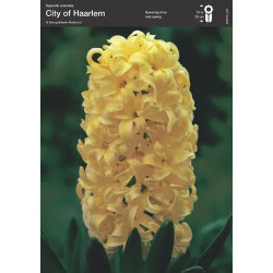 Гиацинт Ciity of Haarlem 17/18 