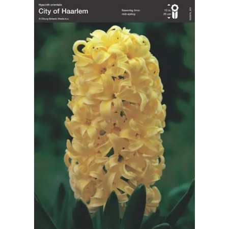 Гиацинт Ciity of Haarlem 17/18 