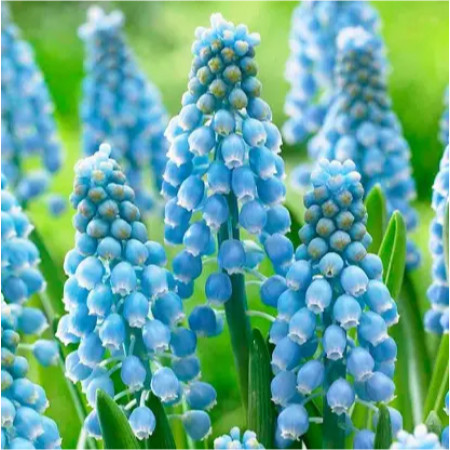 Мускари Peppermint 7/8