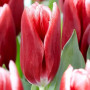 Тюльпан триумф Vampire 10/11