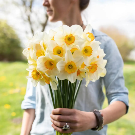 Нарцисс корончатый Flower Record 12/14
