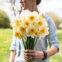 Нарцисс корончатый Flower Record 12/14
