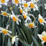 Нарцисс корончатый Flower Record 12/14